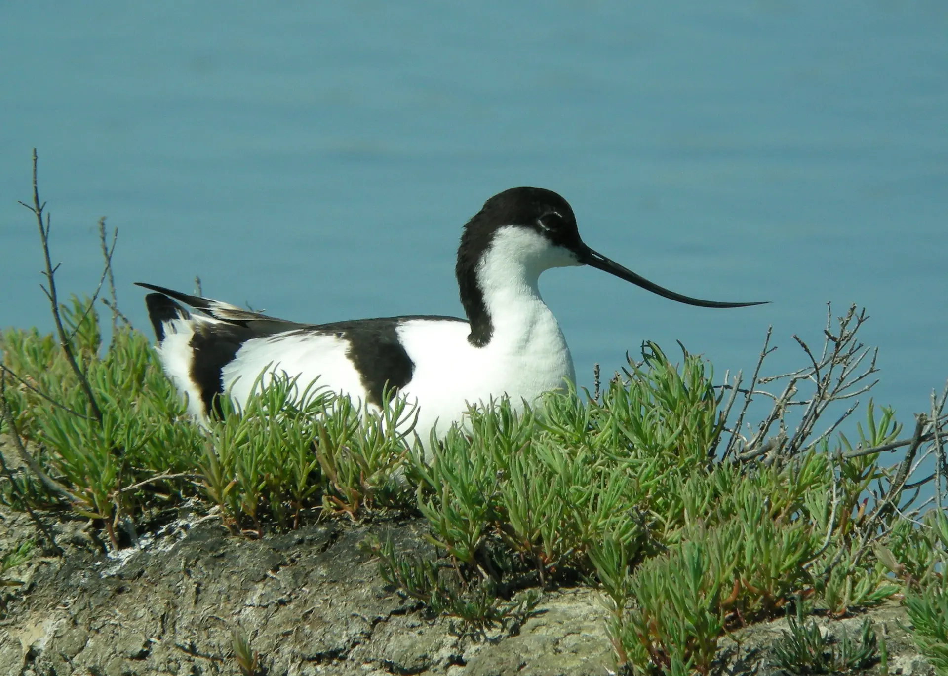 Avocette élégante au nid