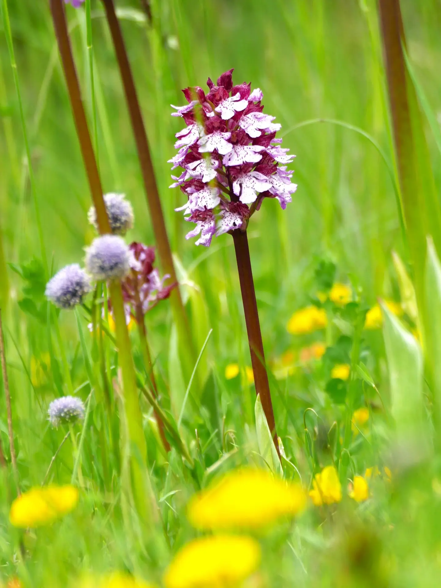 Orchis pourpre, Clamensane (04250)