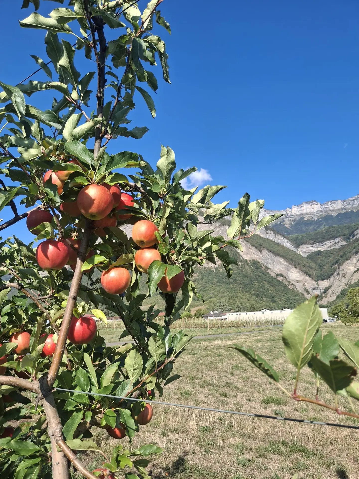 Pommes Gala