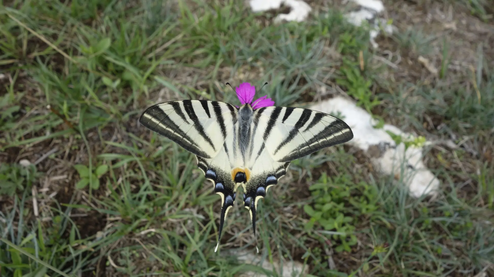 Papillon Flambé de la RNN de Hautecourt