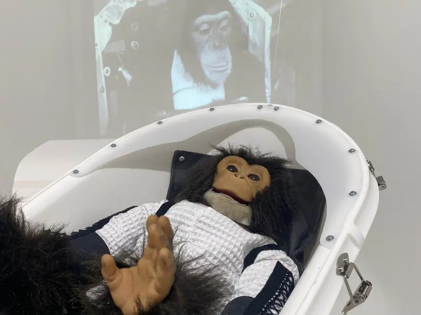 singe en peluche dans un cocon spatial