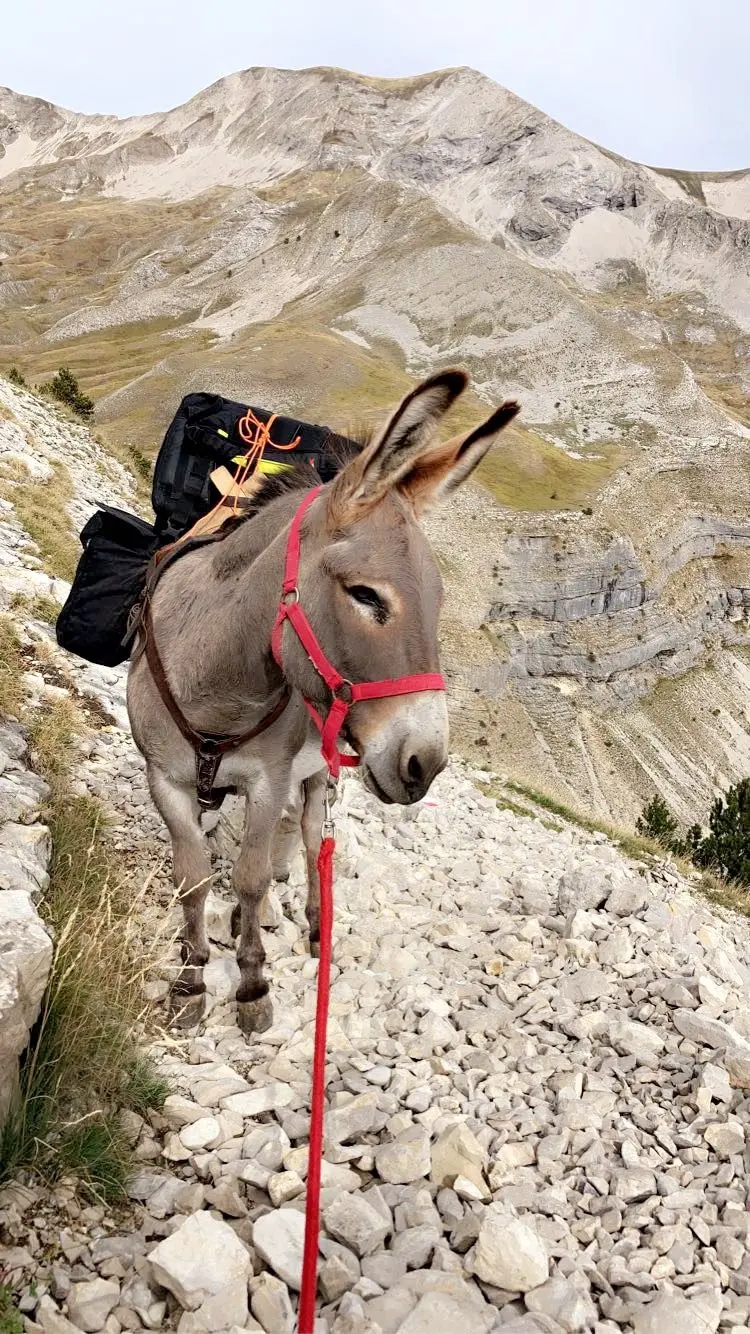 Les ânes de Milou