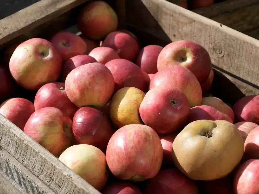 Fête de la pomme et du maraîchage