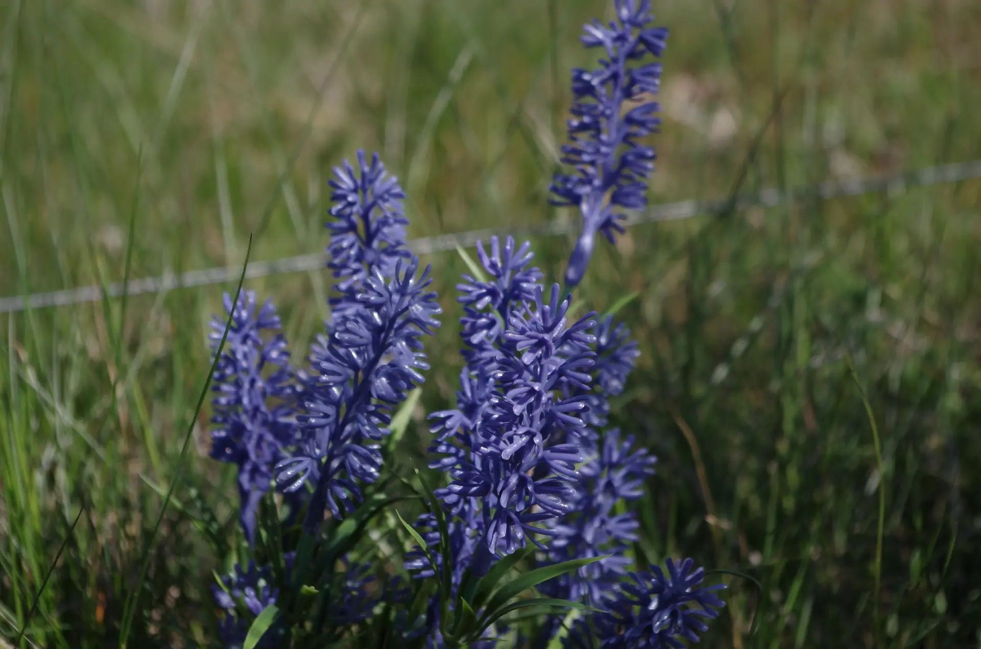 fleurs