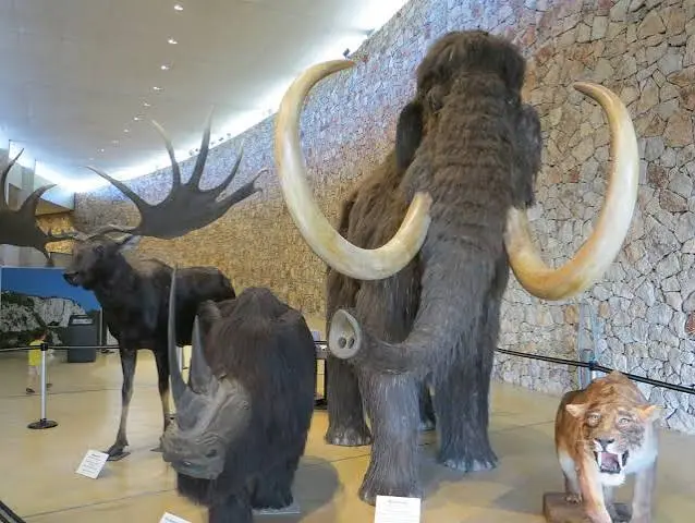 Musée de la Préhistoire