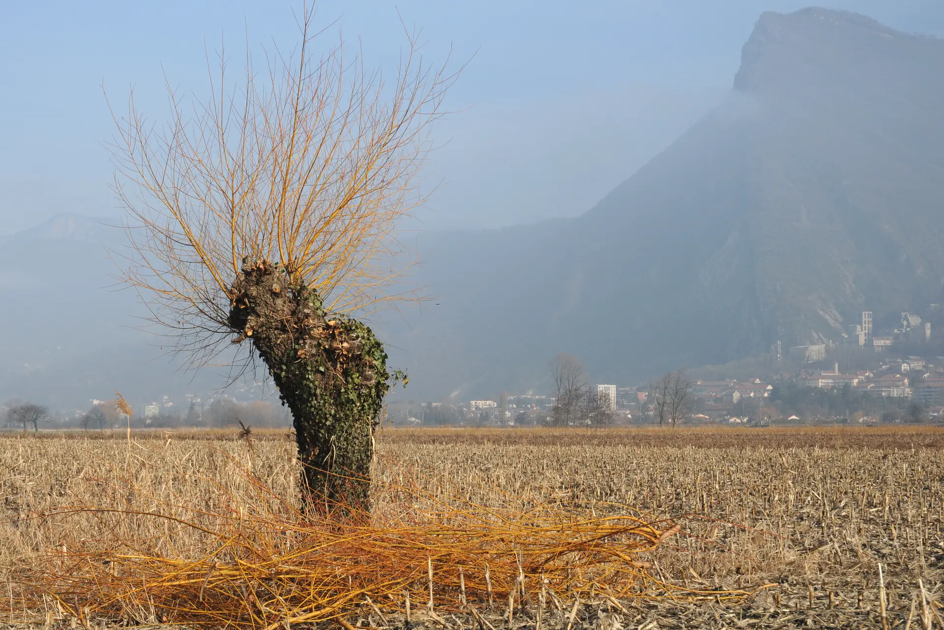 Arbre Têtard