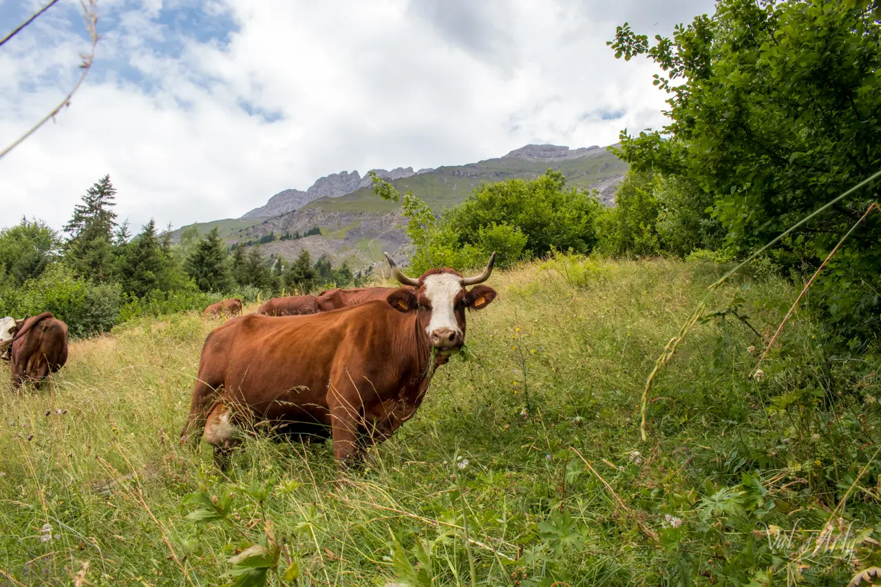 Rencontre avec les vaches dans les alpages