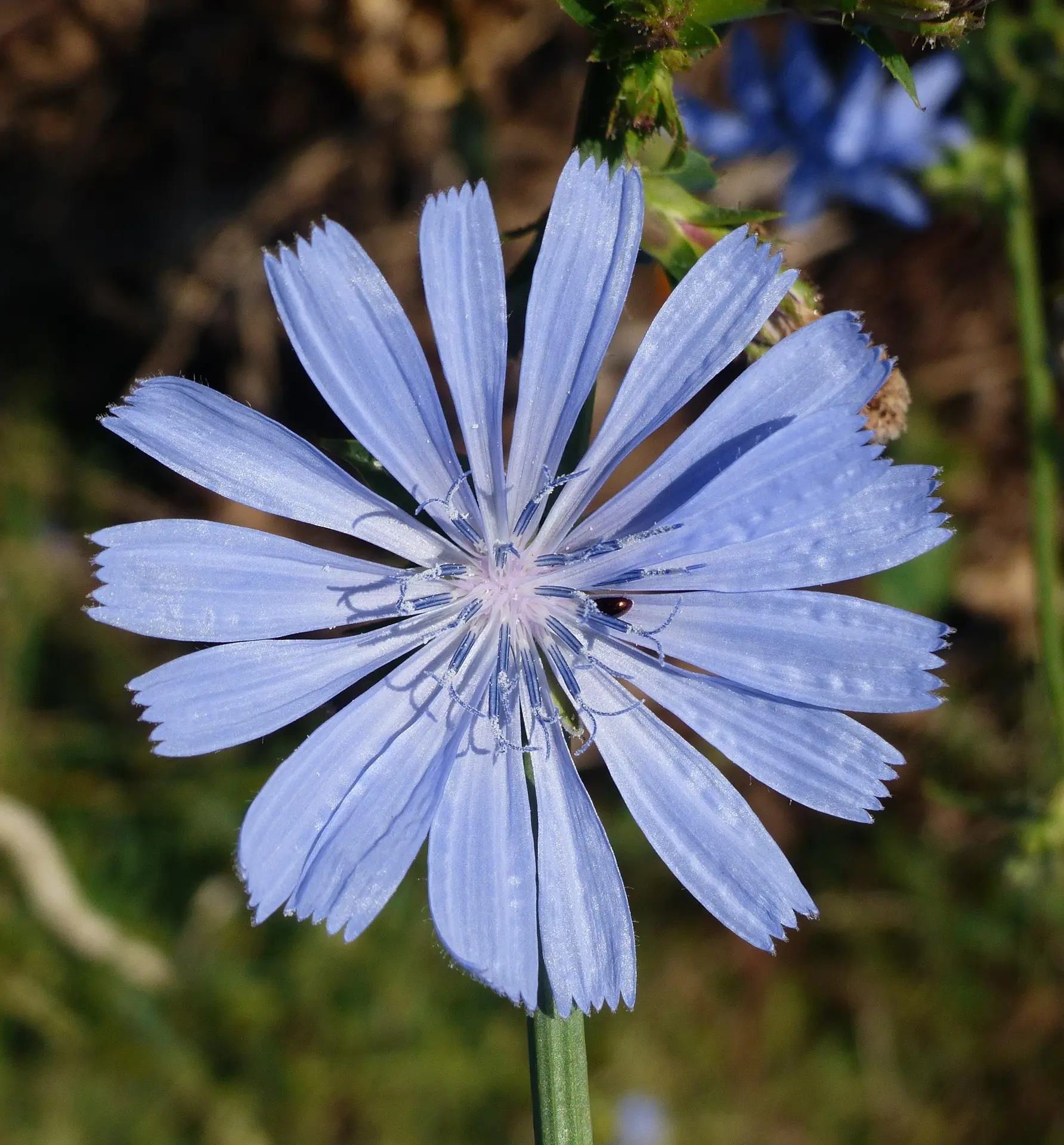 Fleur de chicorée