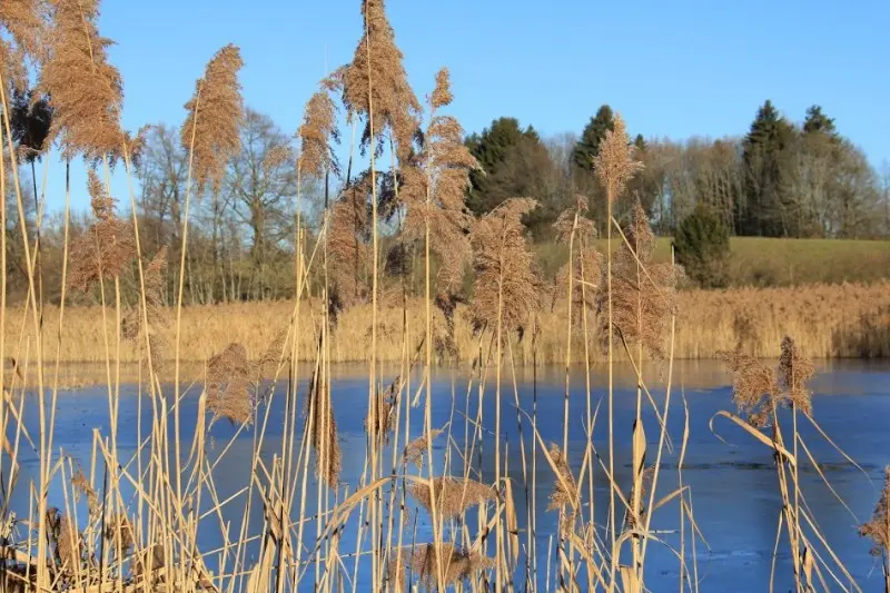 Etang de Mouille Marin