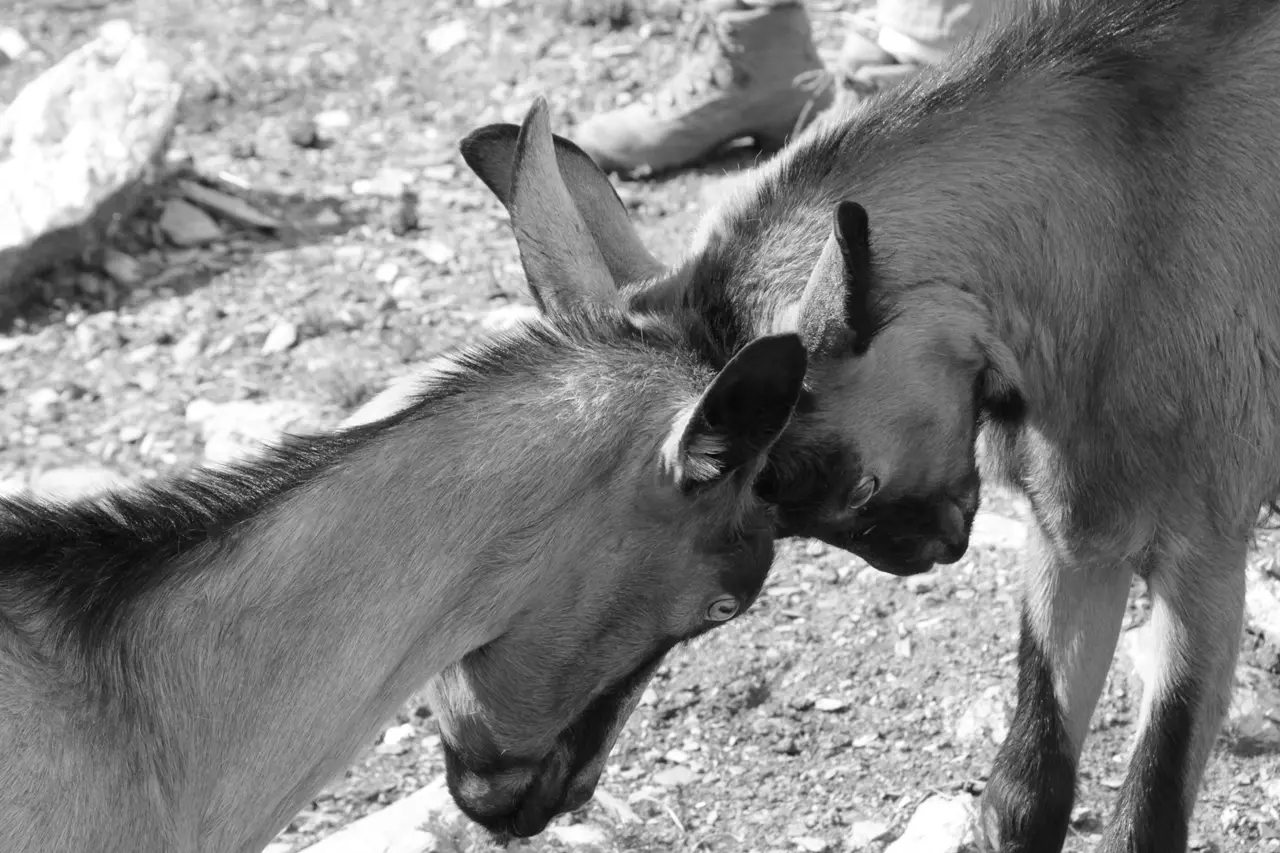 Ferme Au bonheur des fromages à Notre Dame de Bellecombe