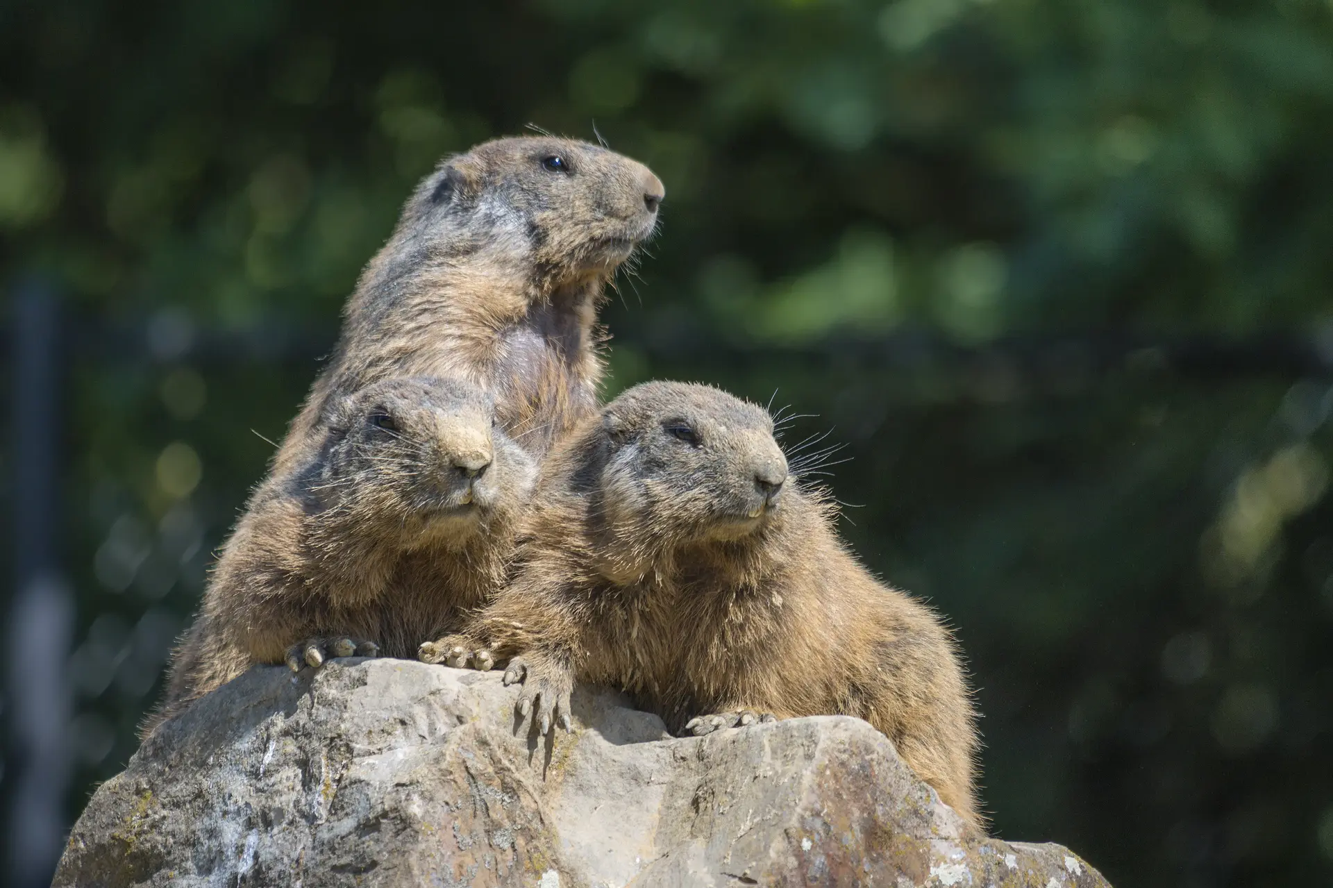A la rencontre des marmottes