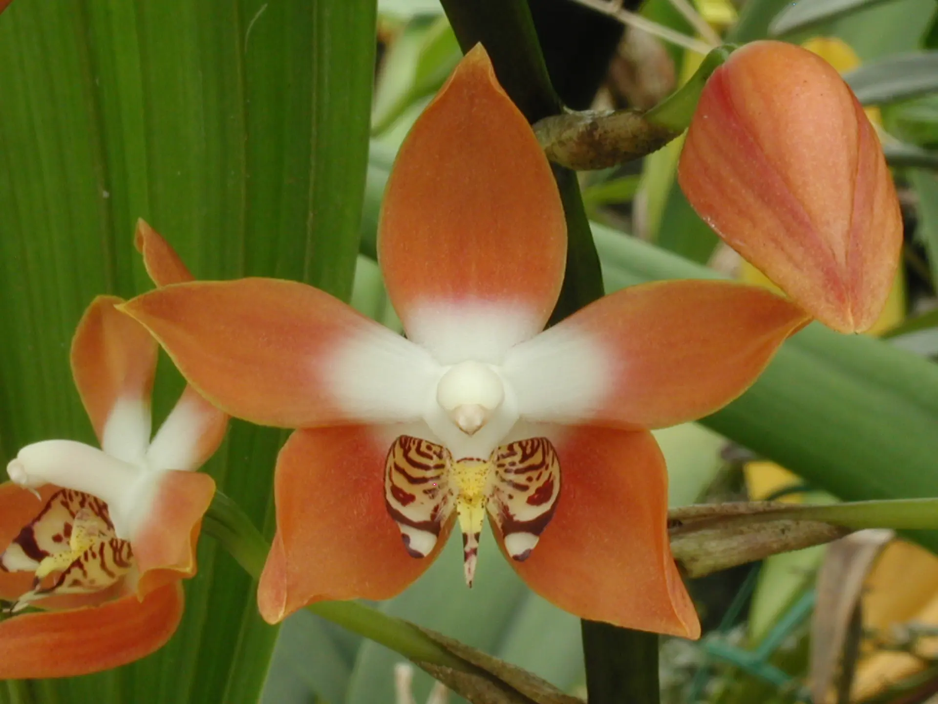Le monde magique des orchidées