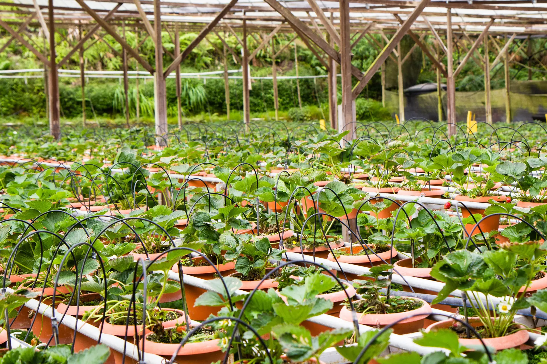 Vente de plançons_Champagne-en-Valromey