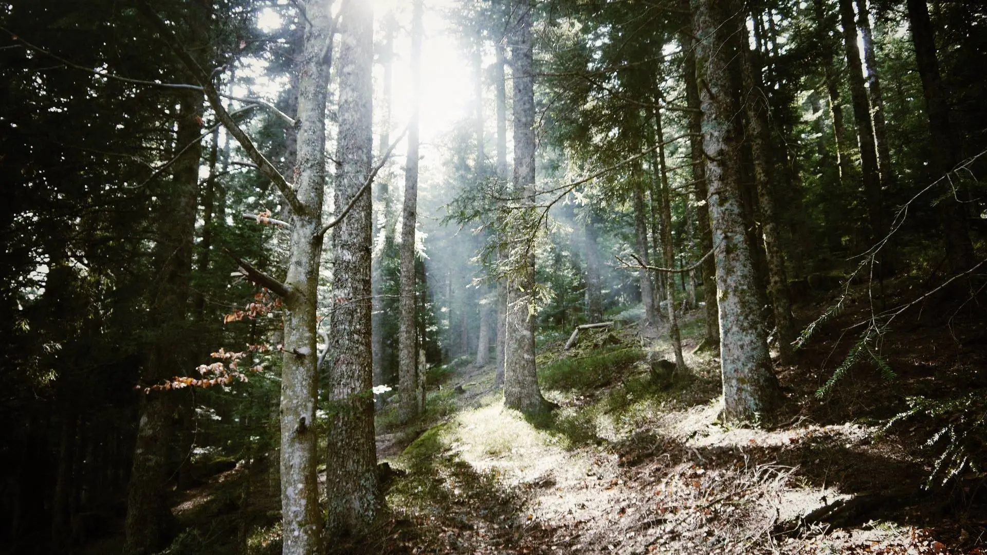 Forêt l'Hermitage