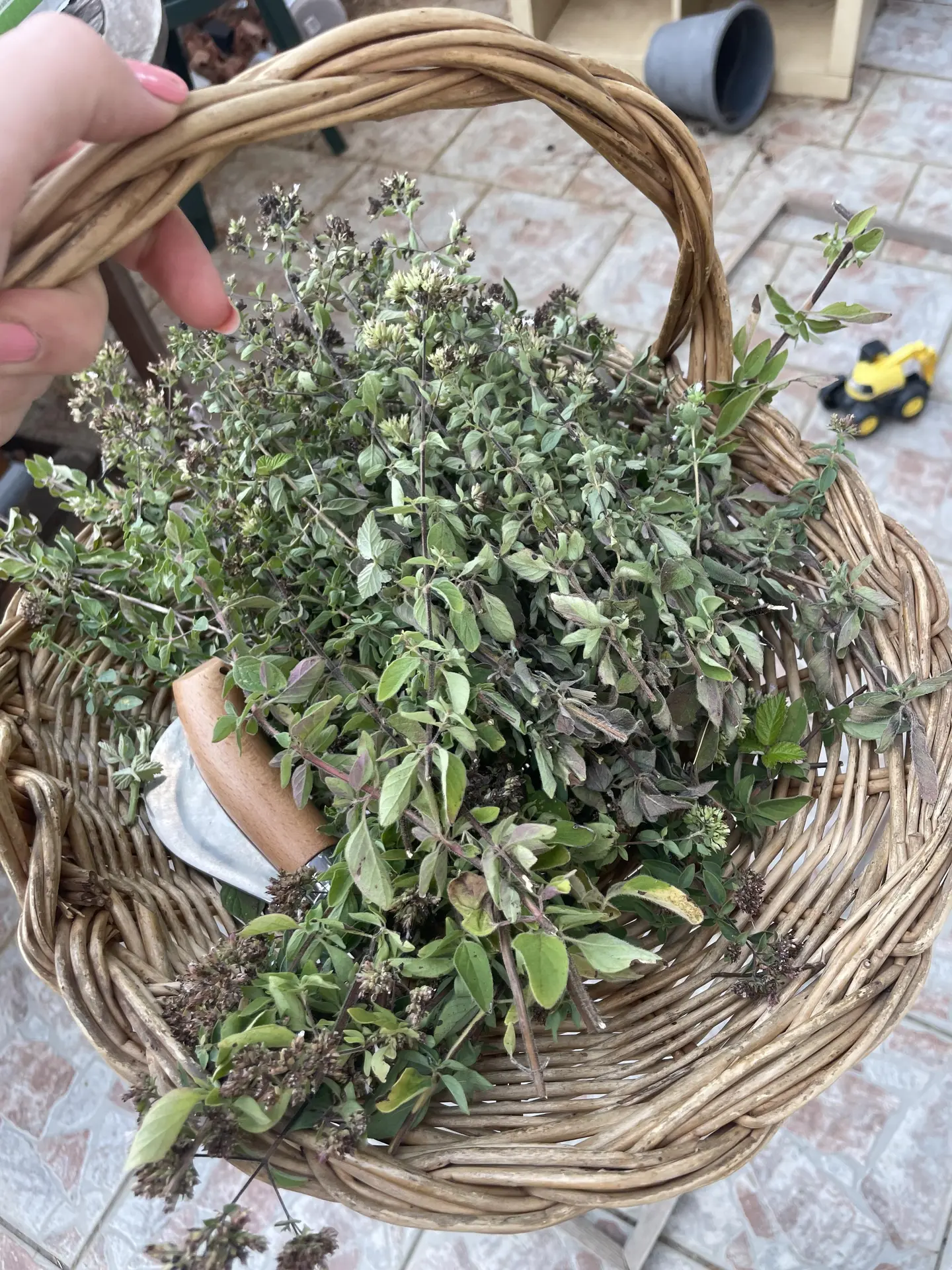 Cueillette Collobrières