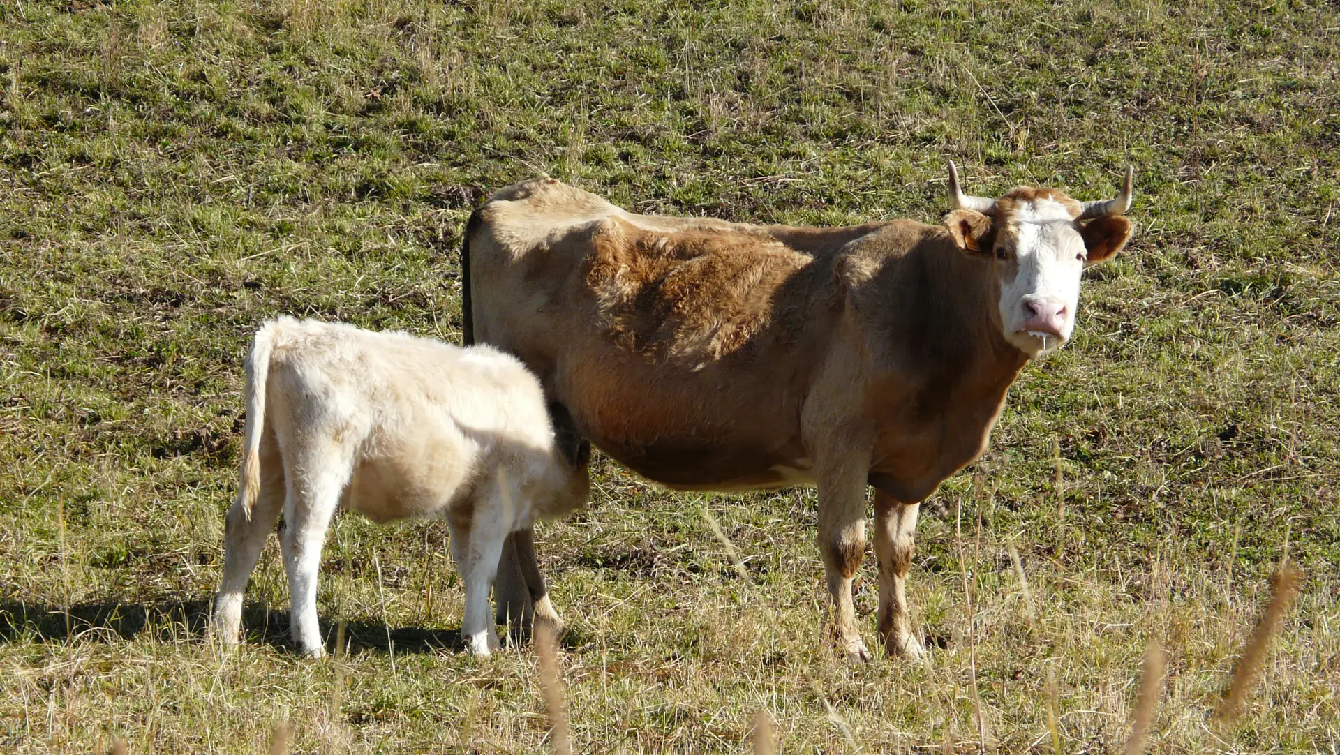 vaches
