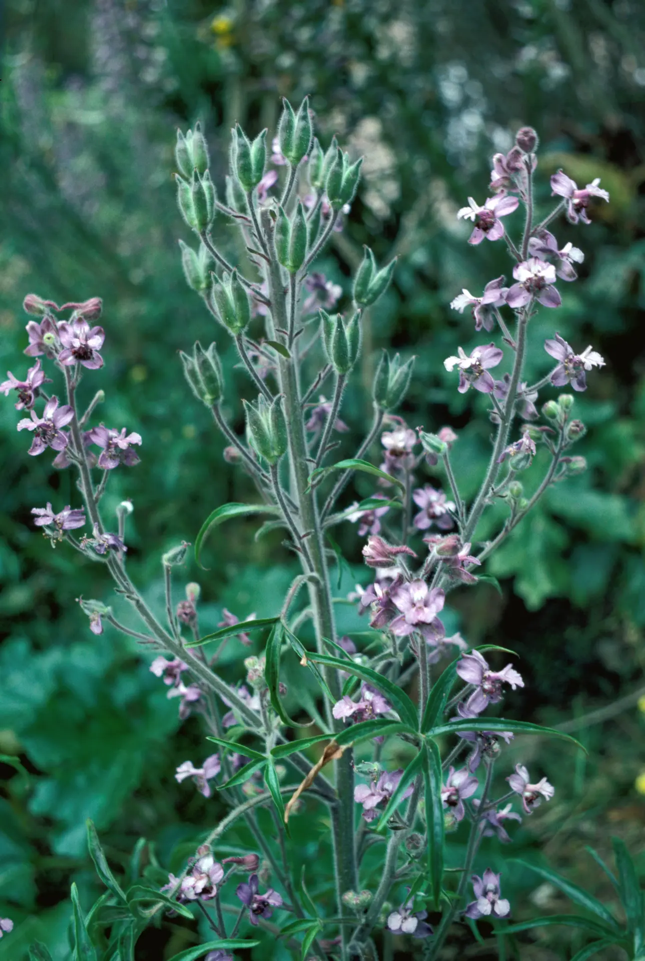 Dauphinelle de Requien