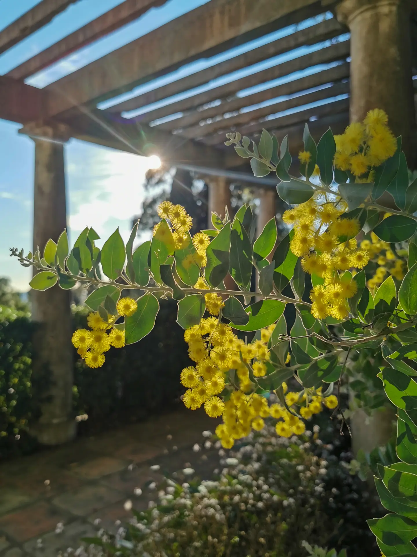 L'odyssée des Mimosas