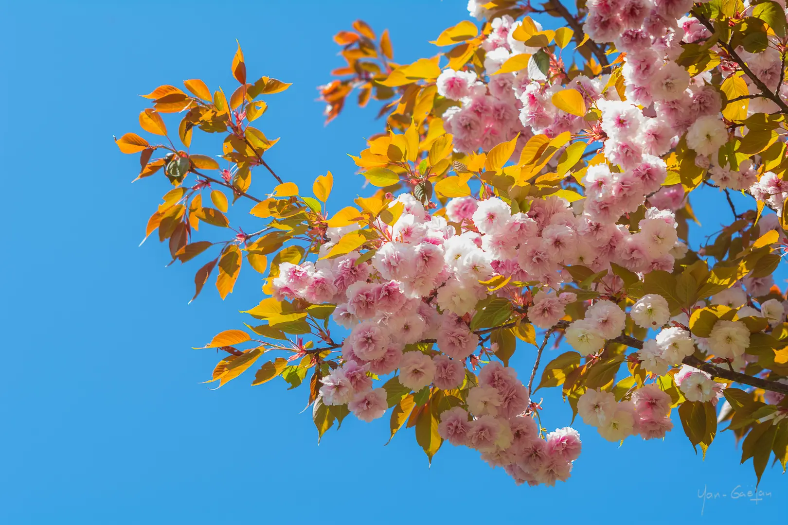 Collection Nationale de cerisiers à fleurs d'Asie