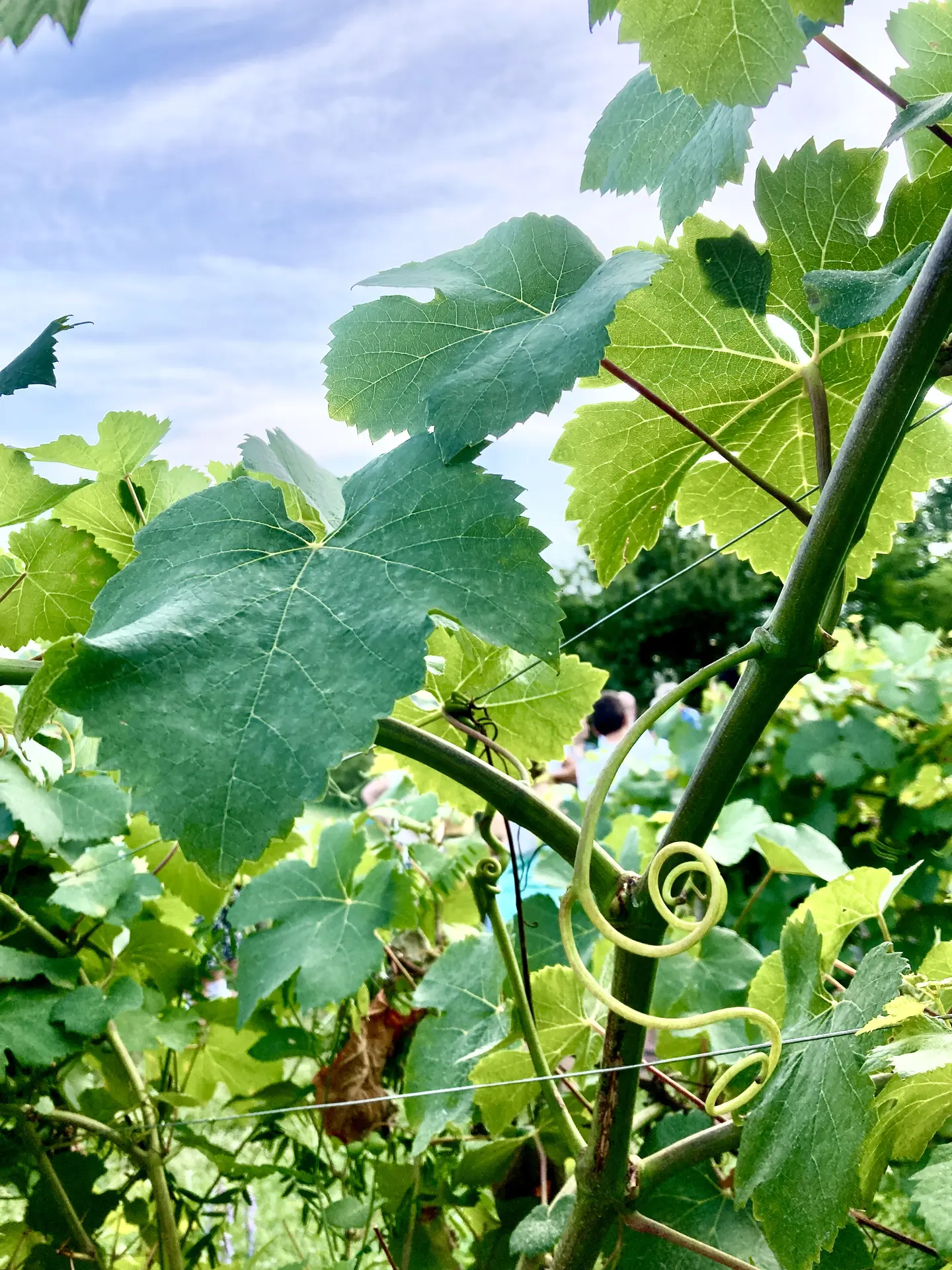 Apéro'vignes