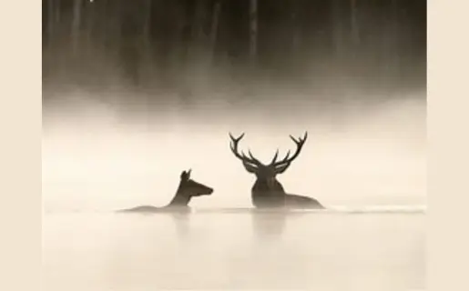 Extrait d'une image du film