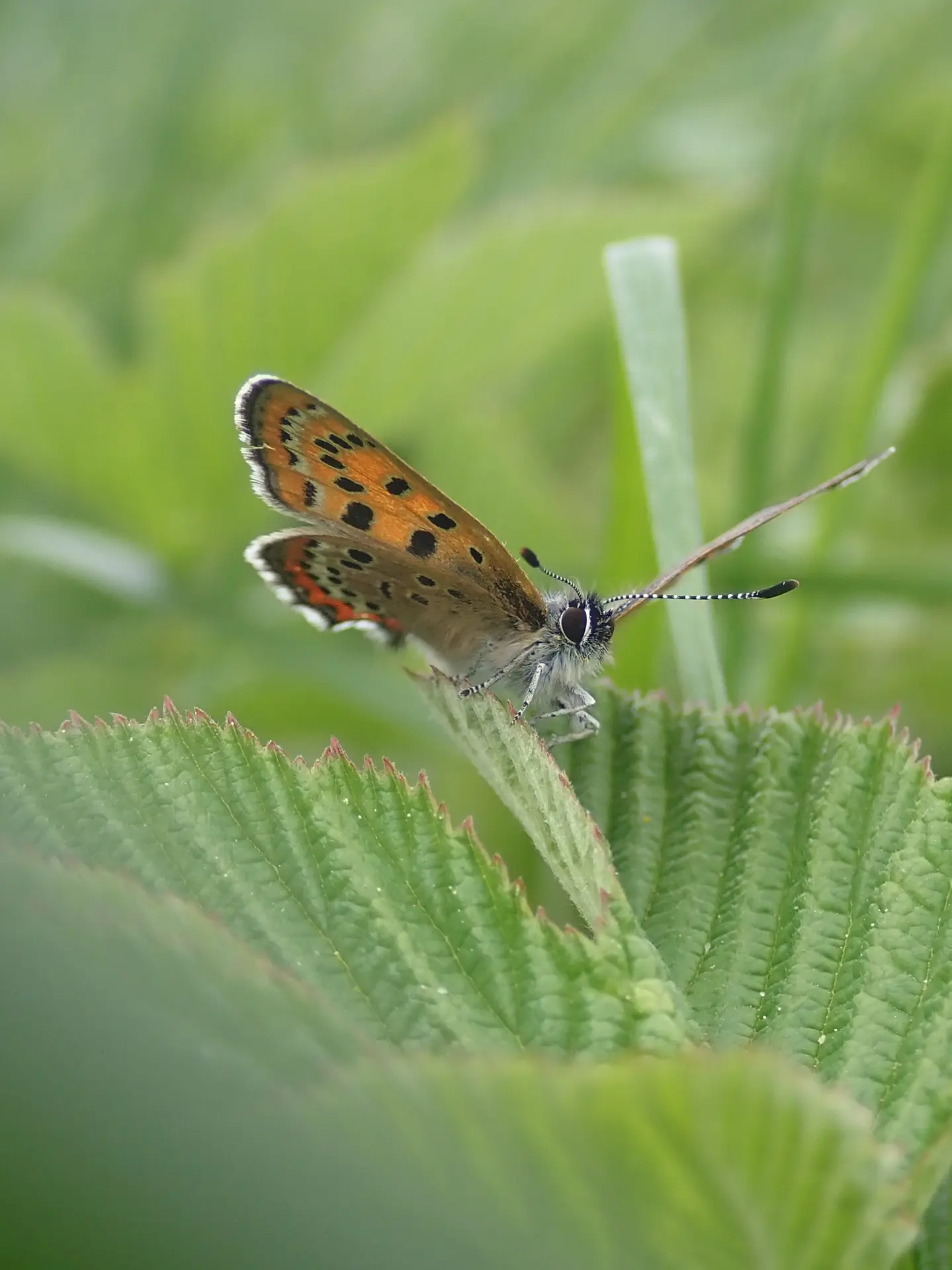 Papillon Nacré de la Bistorte à Noubals