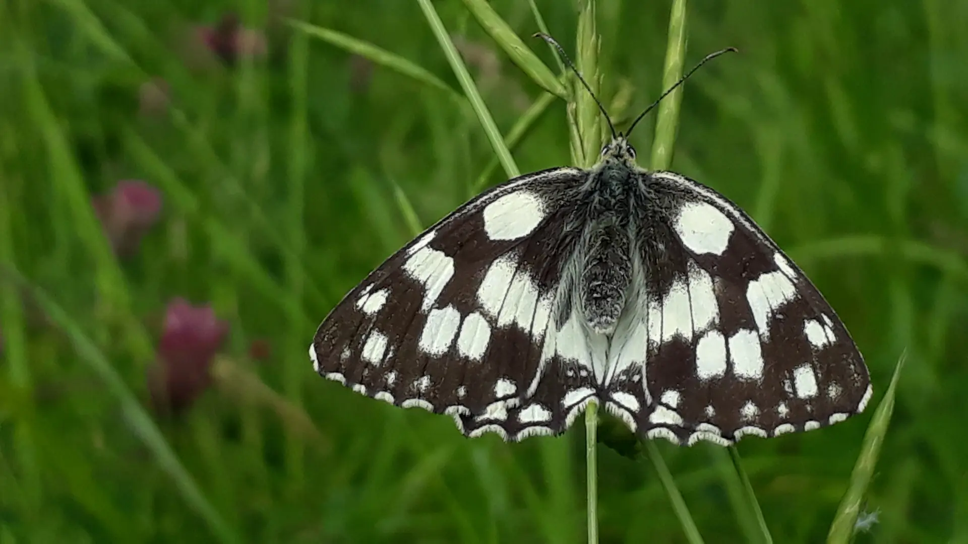 Papillon Echiquier commun de la RNN de Hautecourt