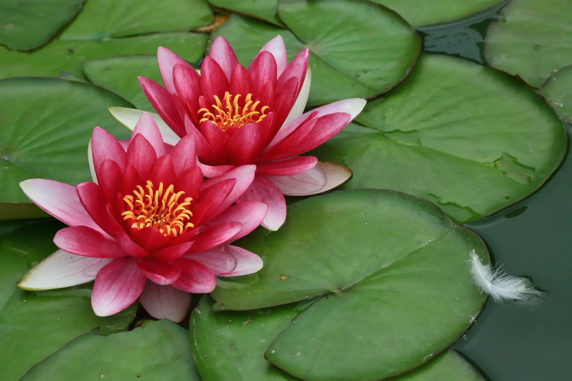 Fleurs de lotus