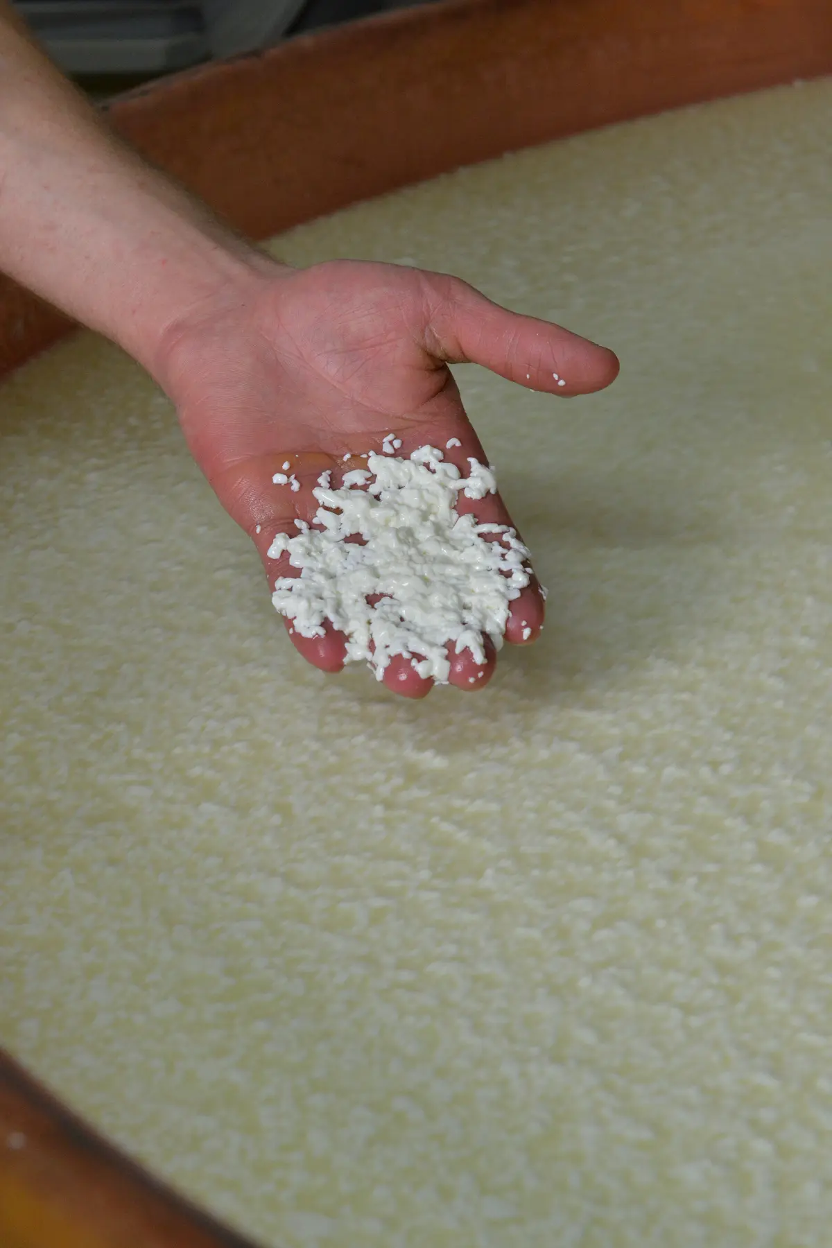 Fabrication du fromage Abondance AOP