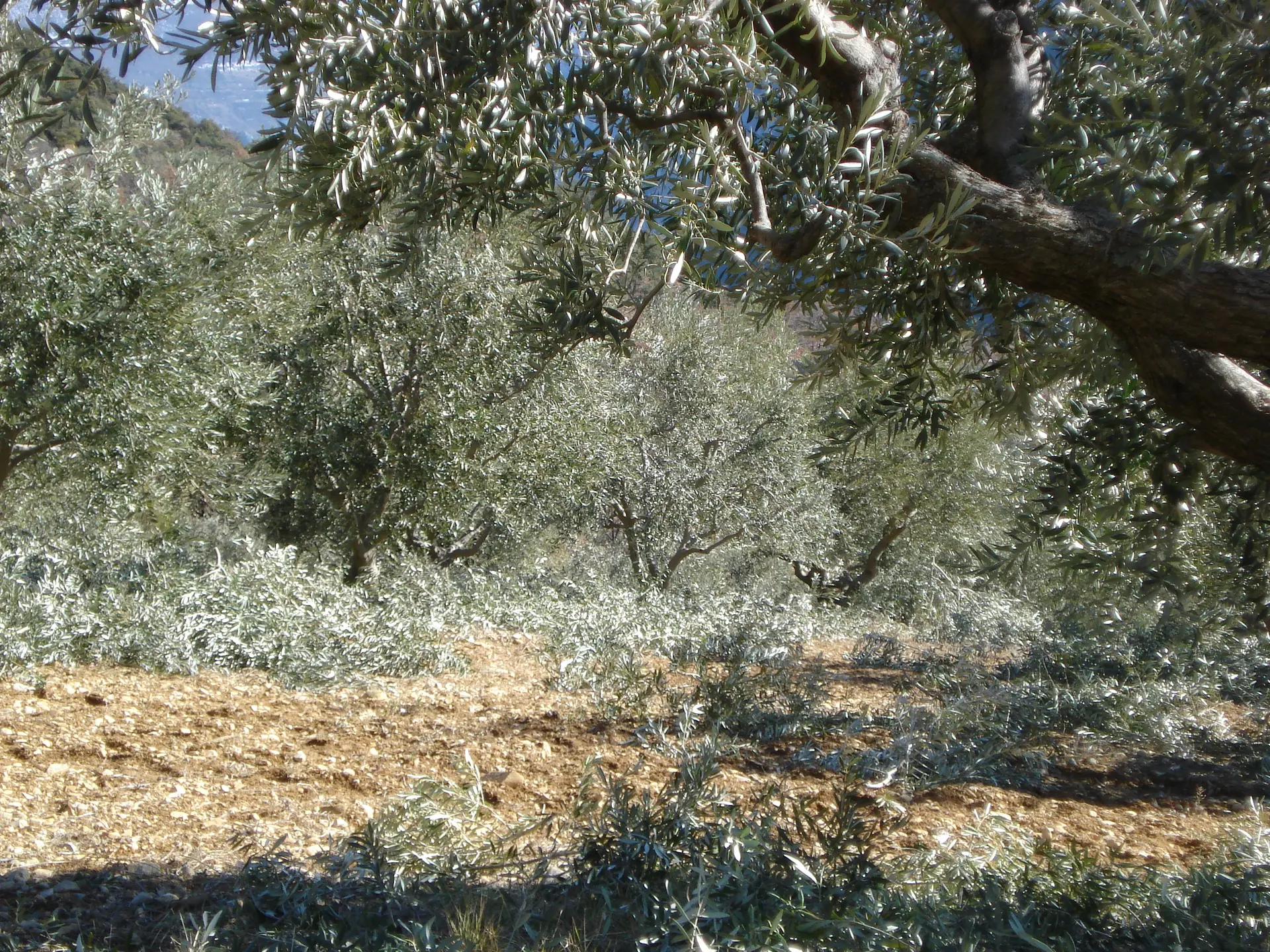 Le Vieux Moulin