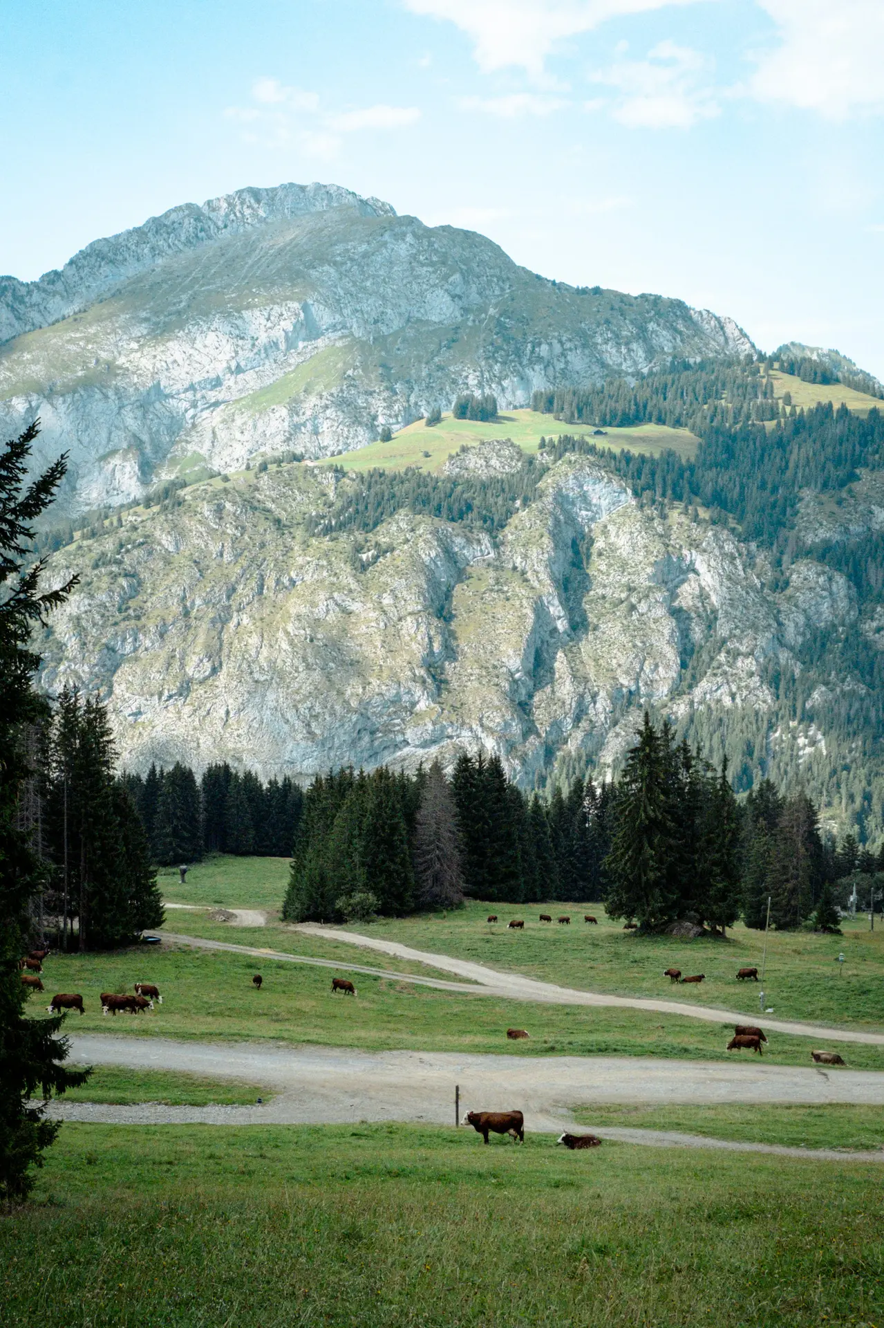 Les vaches en alpage