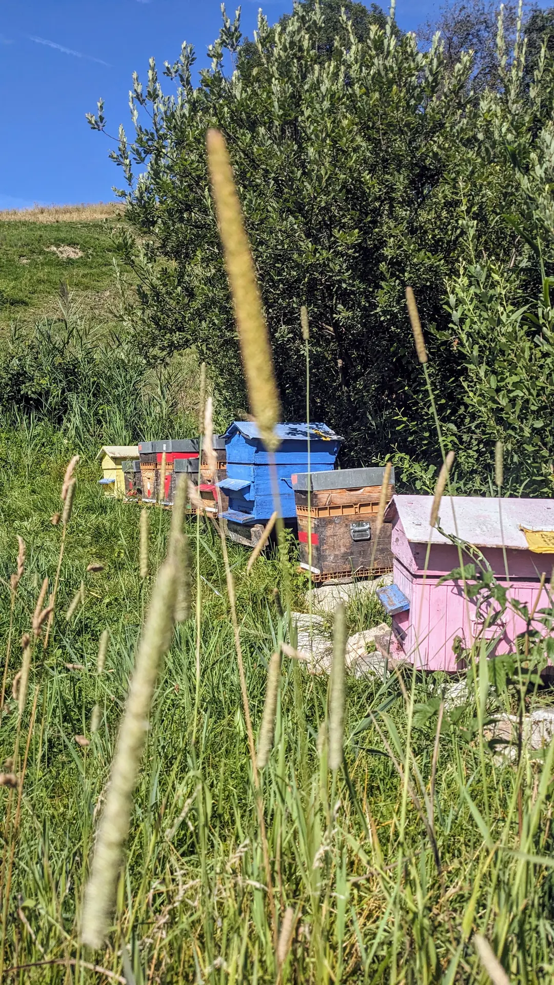 Ruches du Toî du Monde