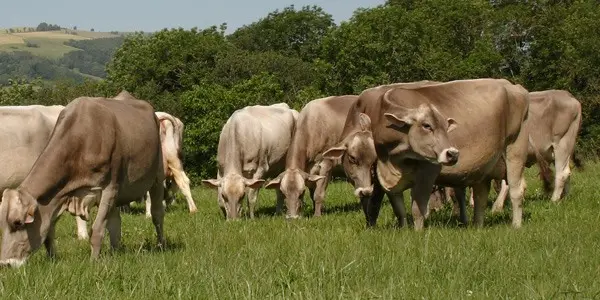 Les Pieds dans le Local®, spécial producteurs ! Visite d'exploitation : Aux Pas des Brunes_Arvière-en-Valromey
