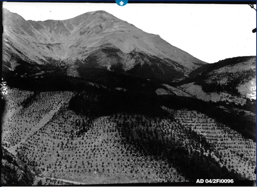 Plantations RTM Seyne-les-Alpes, fin du 19e siècle