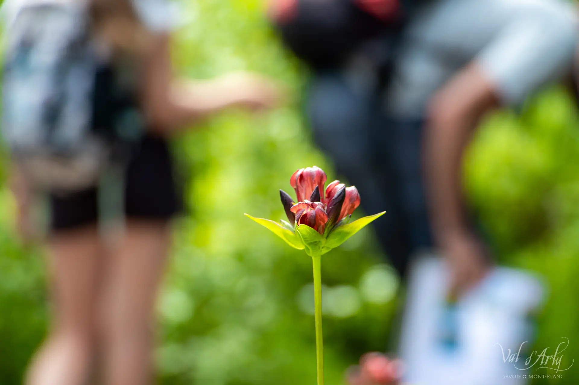 Visite guidée du sentier des Arpenières