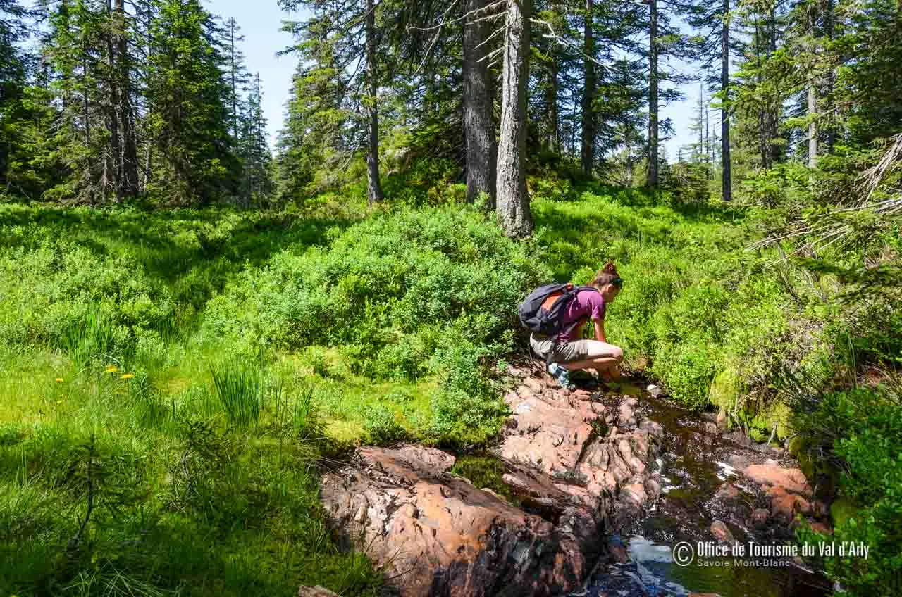 Sentier des Arpelières - Découverte d'une véritable tourbière préservée