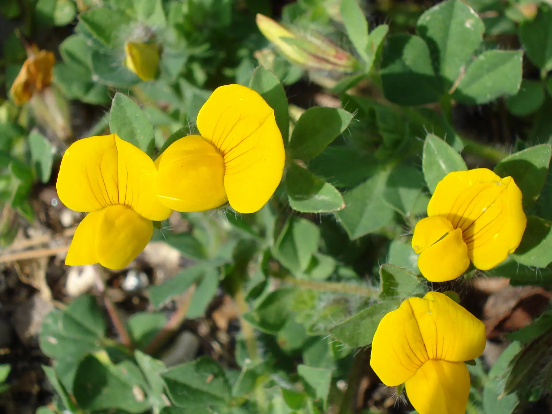 Lotier comestible en fleur