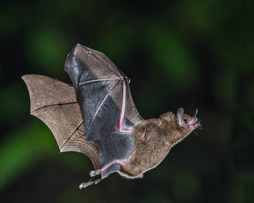 Chauve-souris en vol