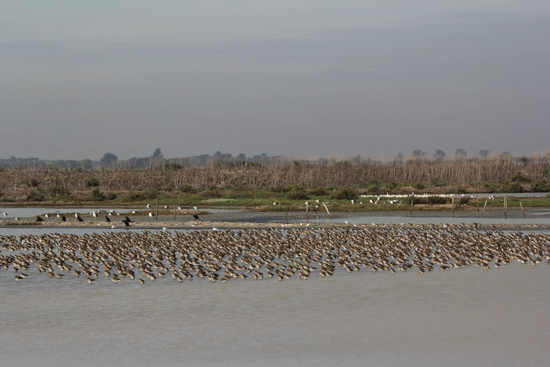 groupe de limicoles dans la réserve