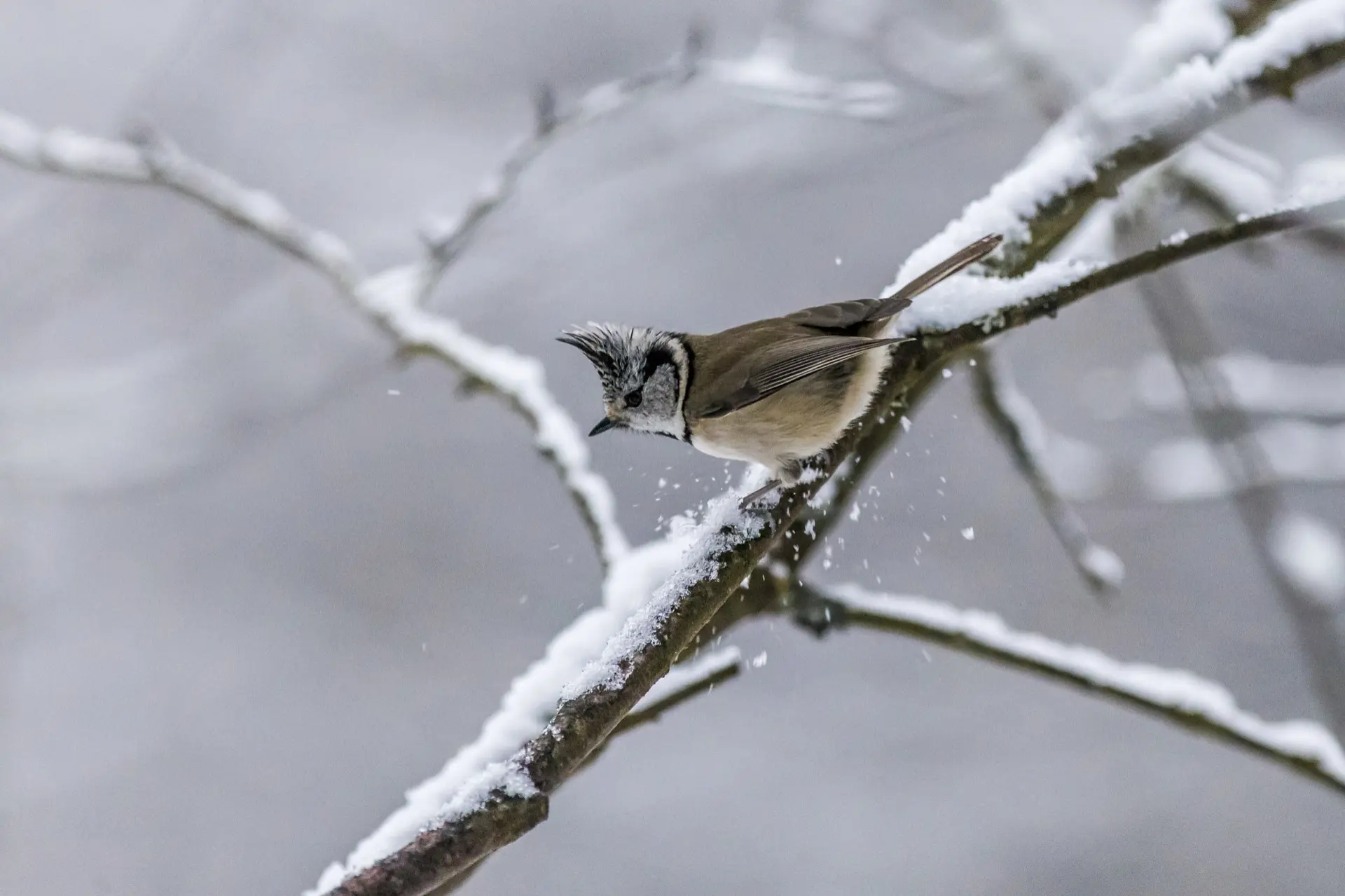 Oiseau sur une branche l'hiver