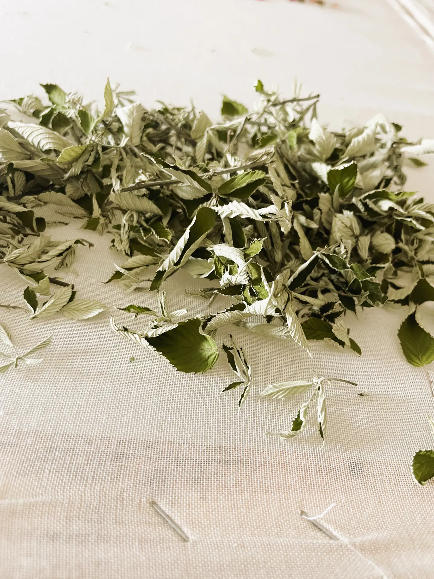 Récolte Châtaigneraie Godissard