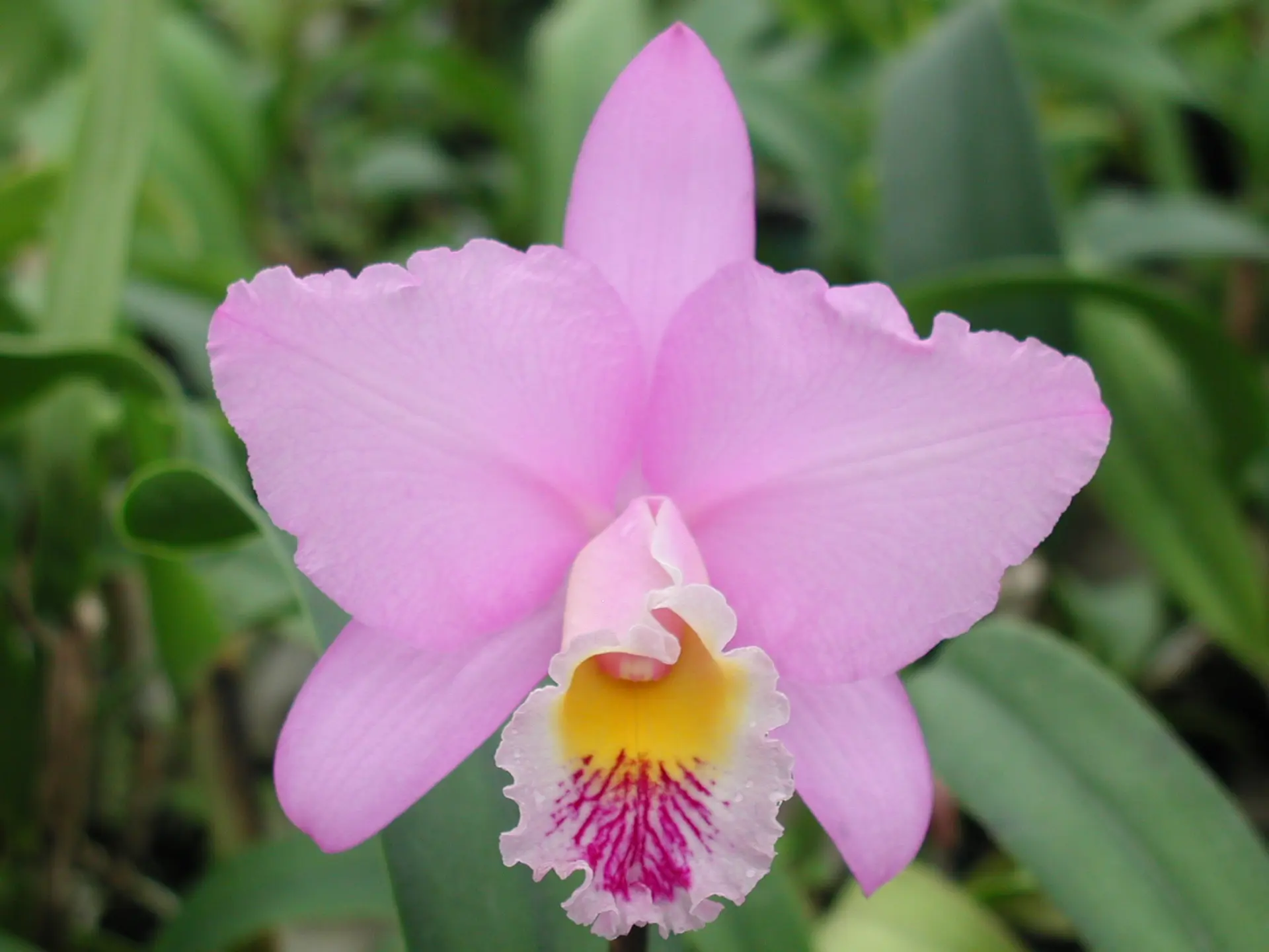 Le monde magique des orchidées