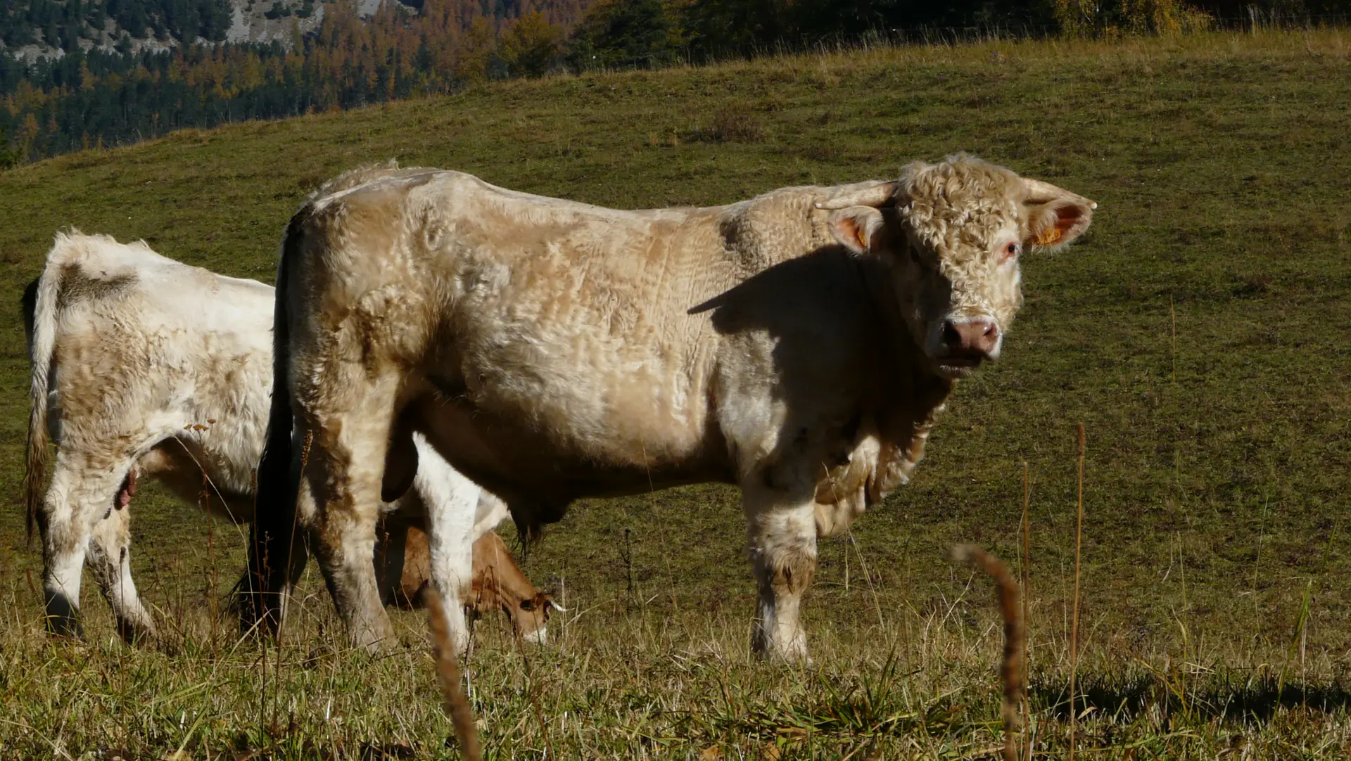 vaches