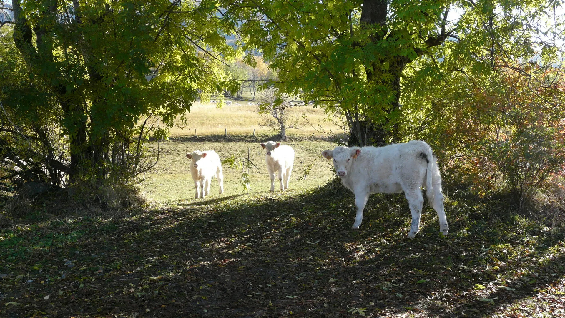 vaches