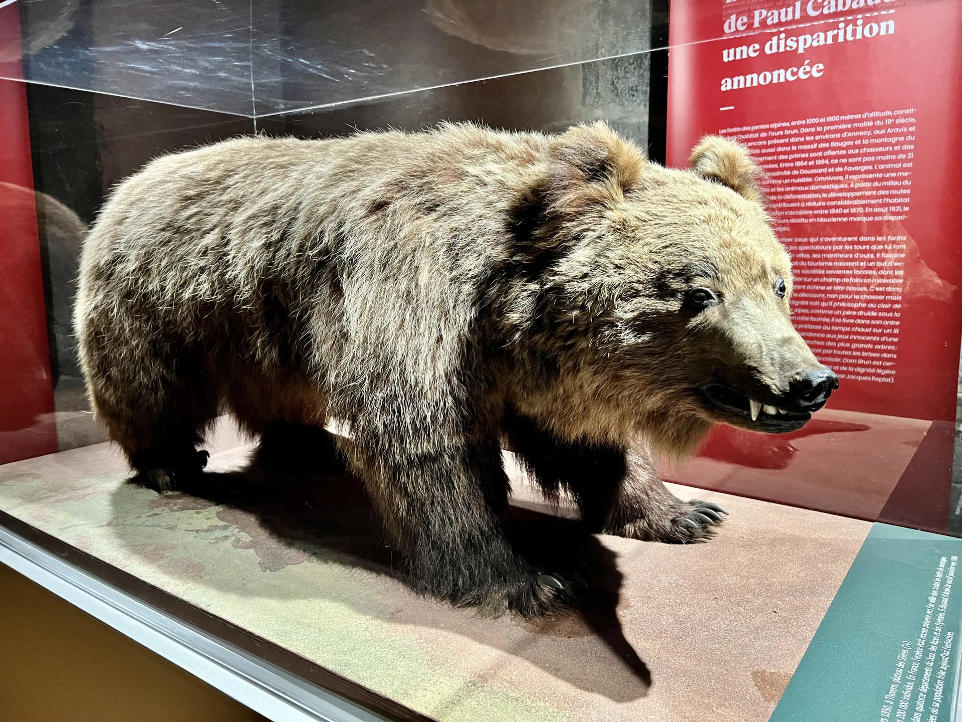 L'ours naturalisé de la collection Musées d'Annecy