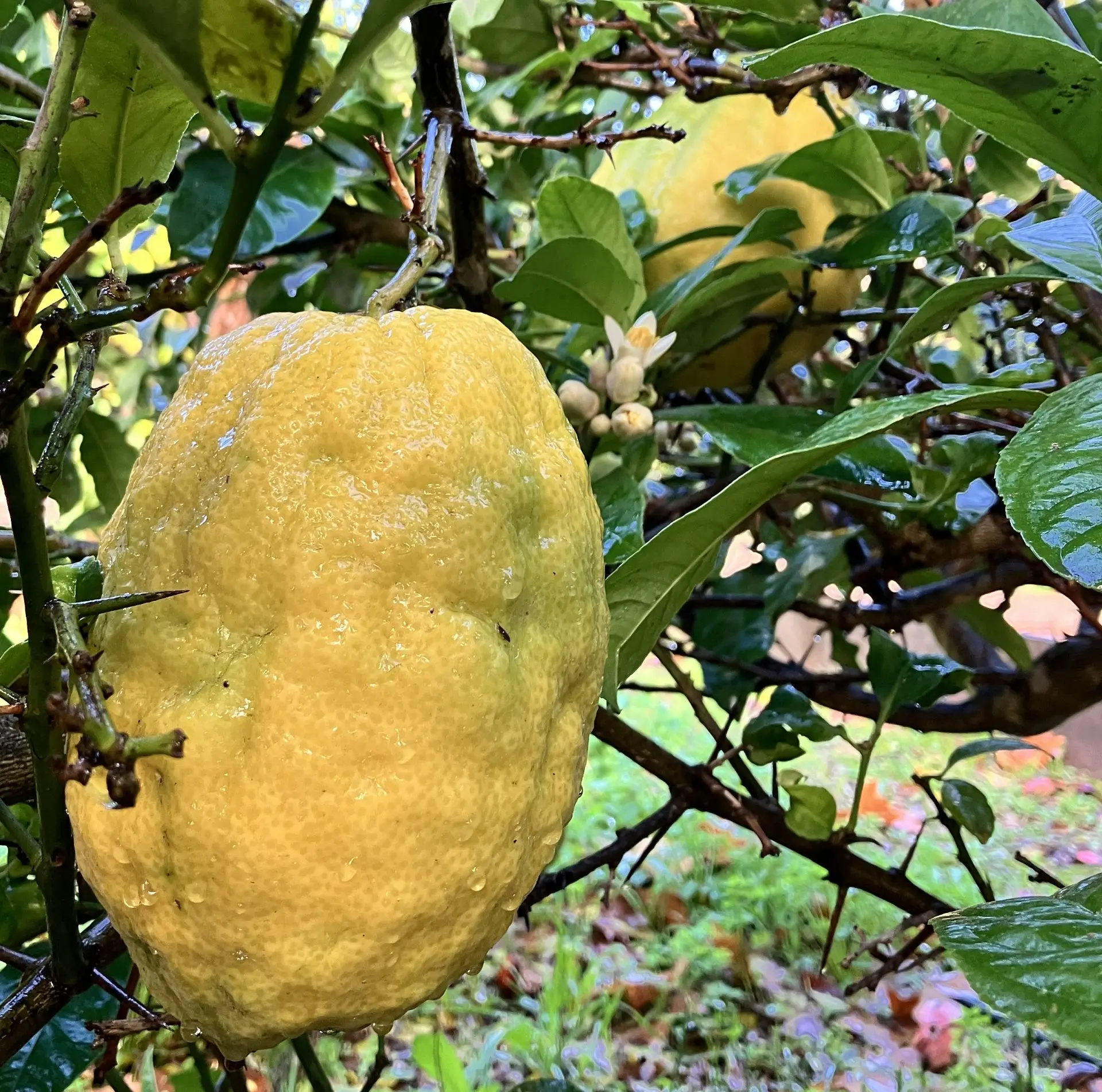 CEDRAT JARDIN DE BAUDOUVIN