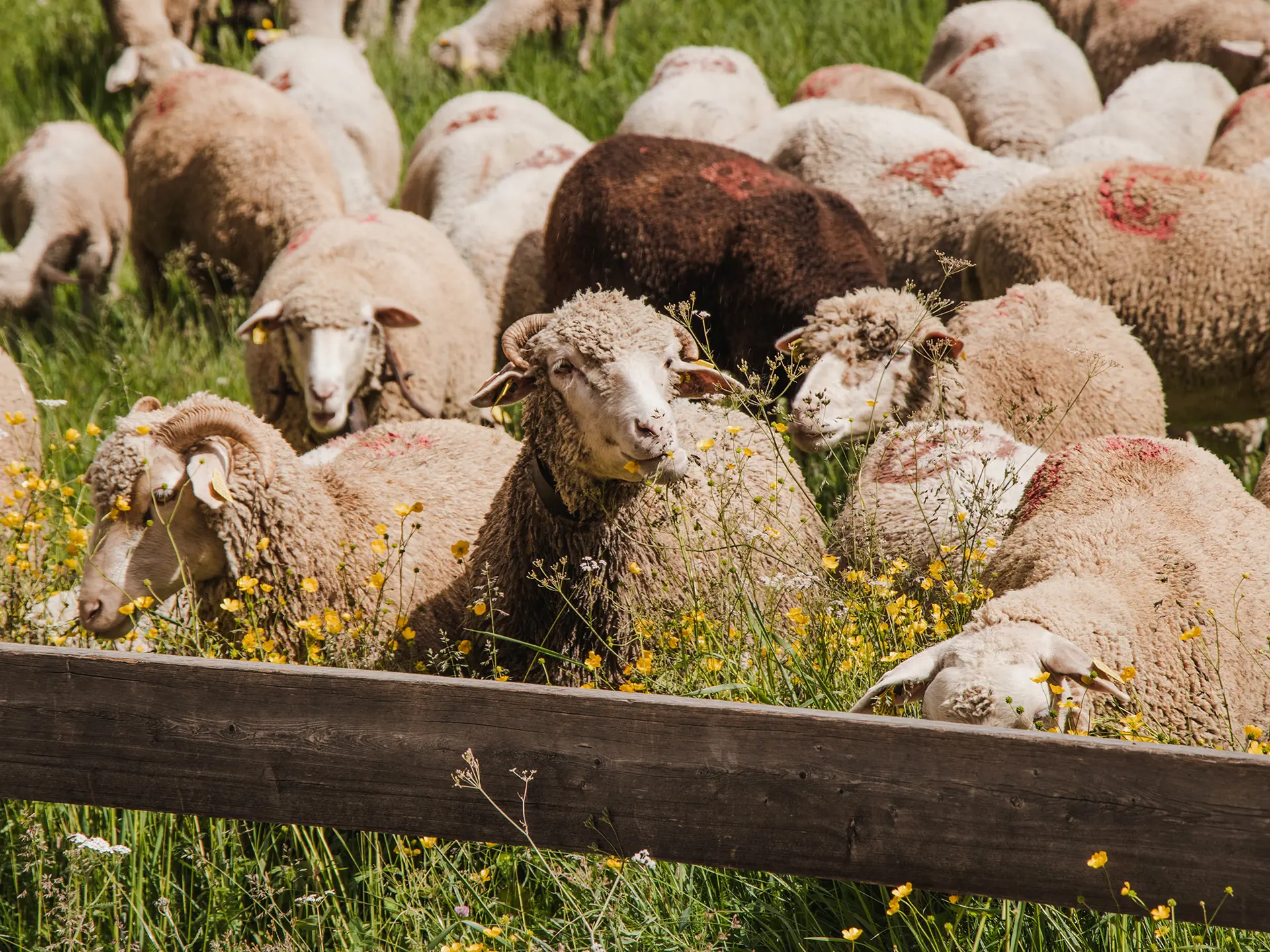 Troupeau de moutons en alpage
