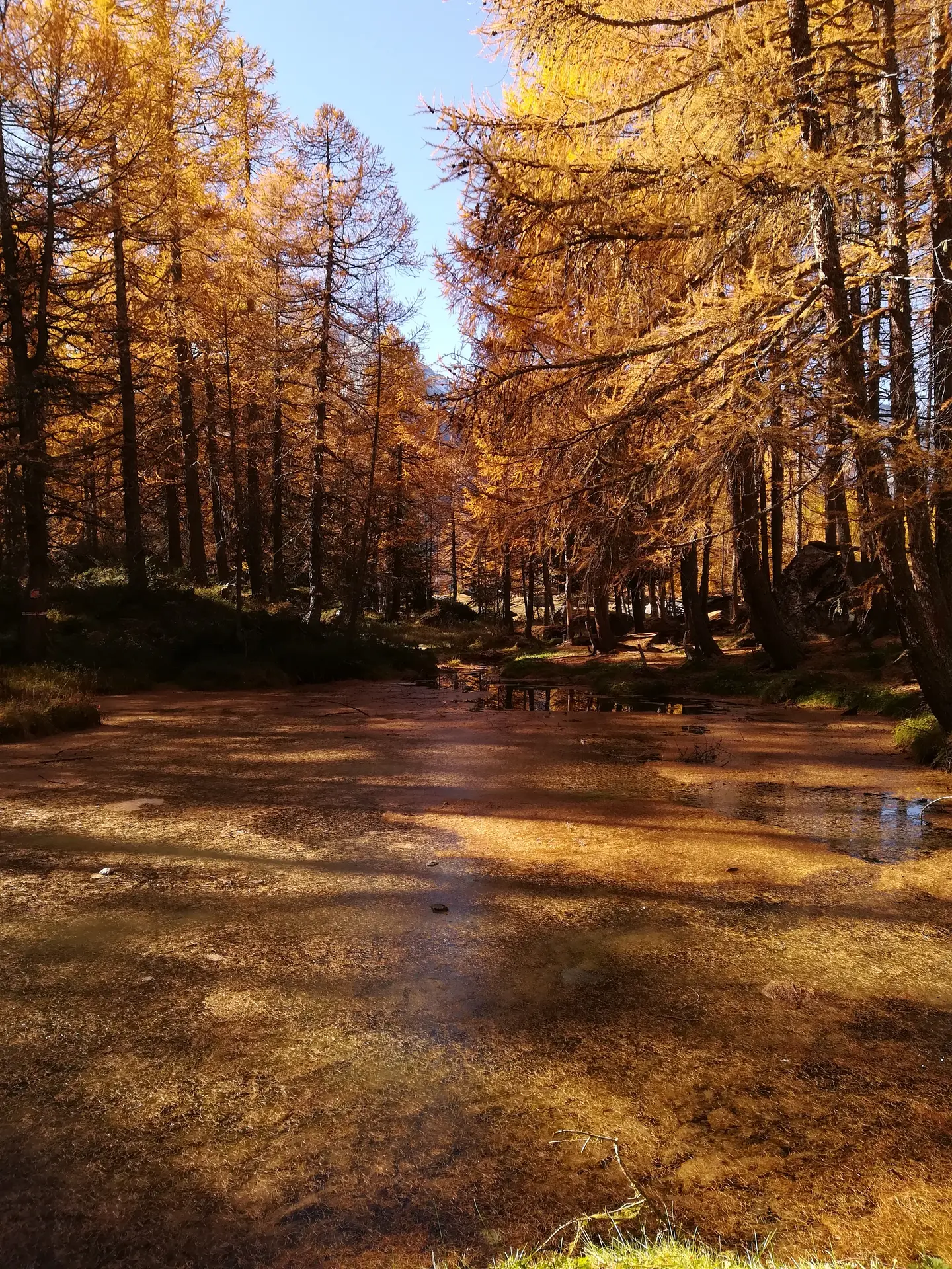 Décor d'automne