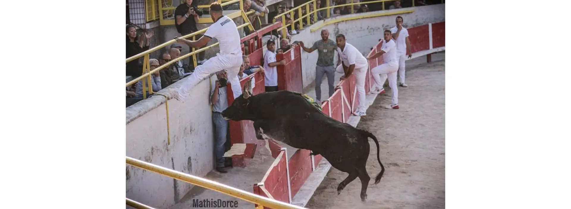 Course camarguaise Trophée de l'Avenir
