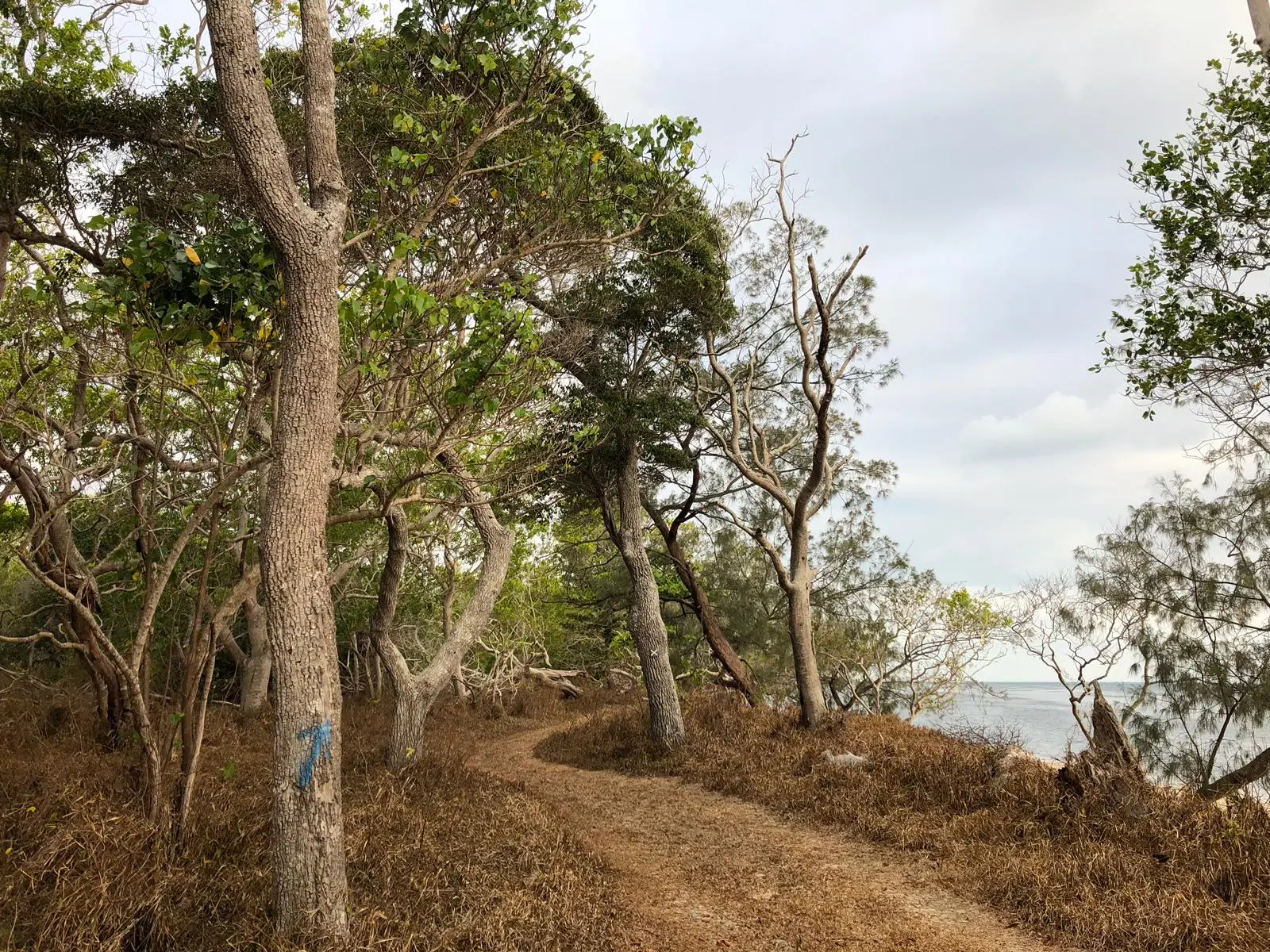 Forêt